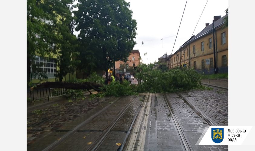 Через негоду у Львові повалено понад 150 дерев