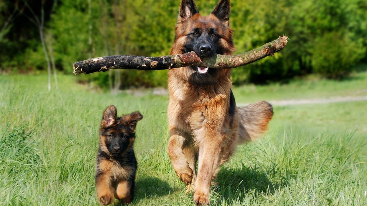 До кінця літа завершать облаштування двох тренувально-вигульних майданчиків для собак