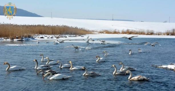 Природоохоронці Львівщини закликають мешканців не підгодовувати диких лебедів хлібом