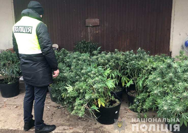 Плантацію конопель виявили поліцейські в одному з сіл Львівського району