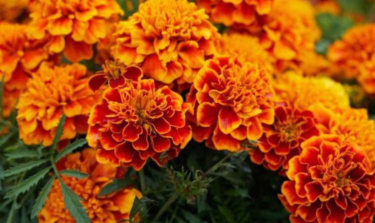 На львівських клумбах висадять квіти, вирощені у Гряді, Малехові та Грибовичах
