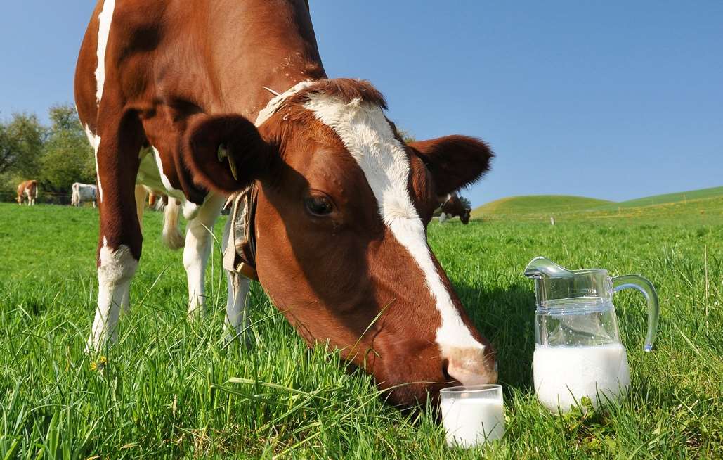 Річний обсяг виробництва молока на Львівщині становить майже 500 тис. тонн