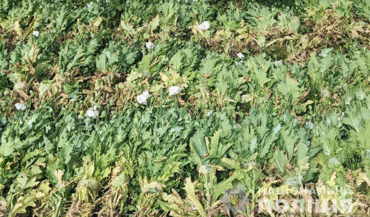 Минулої доби поліцейські Львівщини вилучили 700 рослин снодійного маку