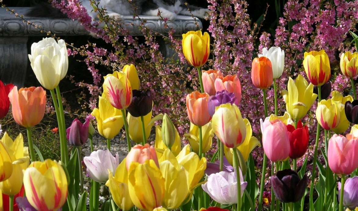 У Львові зацвіли перші тюльпани: містян просять не витоптувати і не ламати квіти