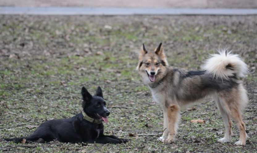 У парку ім. Івана Павла ІІ облаштують майданчик для вигулу собак