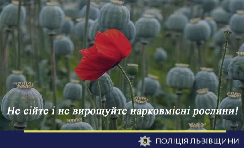 Майже півтори тисячі нарковмісних рослин вилучили вчора поліцейські на Львівщині