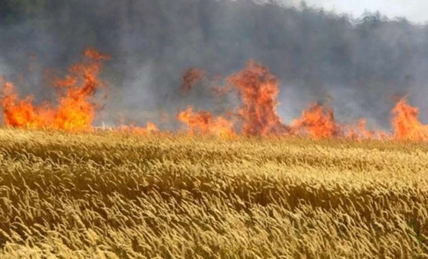 Вогнеборці врятували від знищення вогнем 2,5 га пшениці на Стрийщині