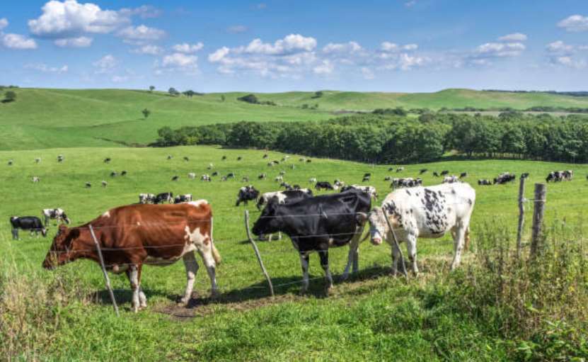 На Львівщині до 10% зросли обсяги виробництва продукції тваринництва