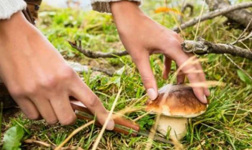 На Львівщині зафіксували перший летальний випадок внаслідок отруєння грибами