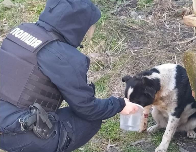 Львівські патрульні врятували пораненого собаку