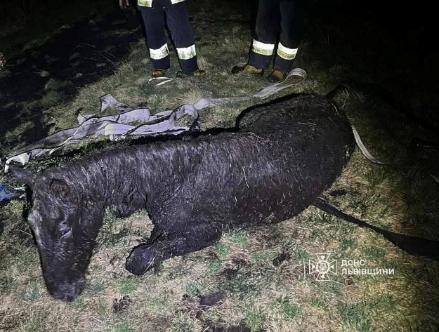 В селі на Львівщині рятувальники витягли коня, що застряг в болоті