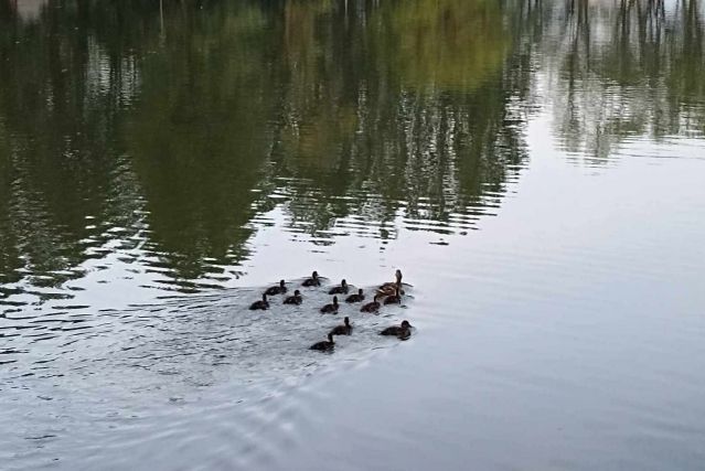 На озері у Львові з'явилися каченята