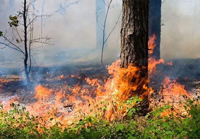 На Львівщині через падіння уламків дрона виникла лісова пожежа