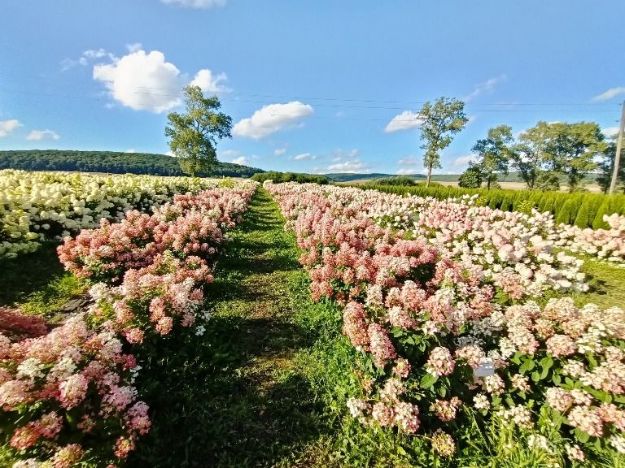 На Львівщині розквітло поле гортензій