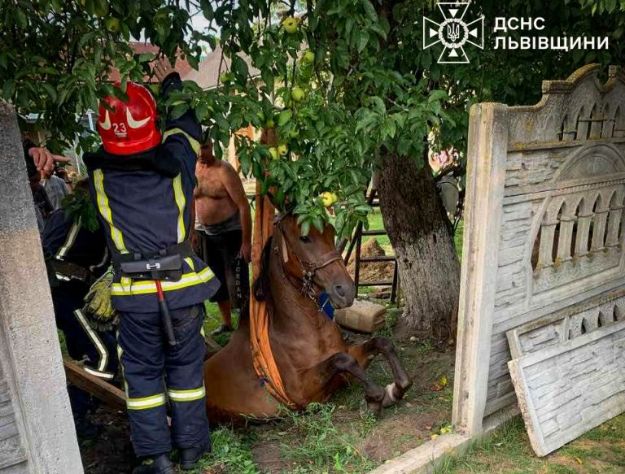 На Львівщині рятувальники витягнули з колодязя коня