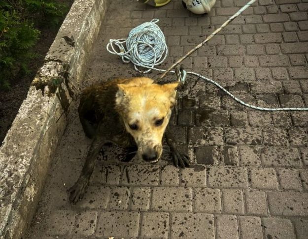 На Львівщині з глибокої ями врятували песика