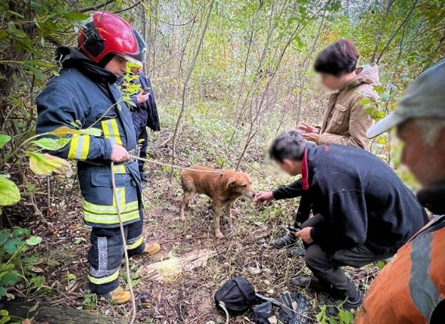 У Львові надзвичайники врятували собаку