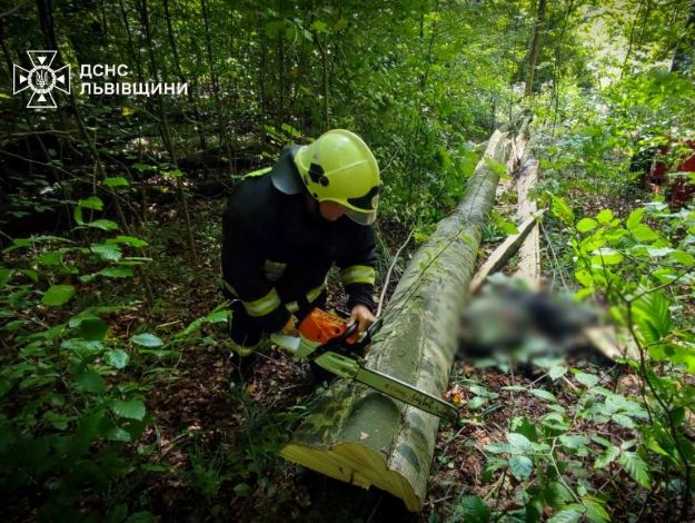 В лісі на Львівщині через падіння дерева загинув чоловік