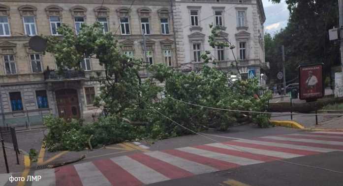 Раптовий буревій повалив дерева у Львові та області