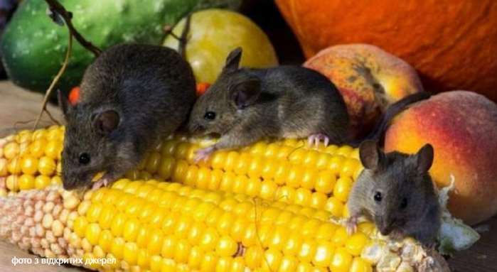 В реанімацію інфекційної лікарні Львова з лептоспірозом госпіталізували 66-річну жінку