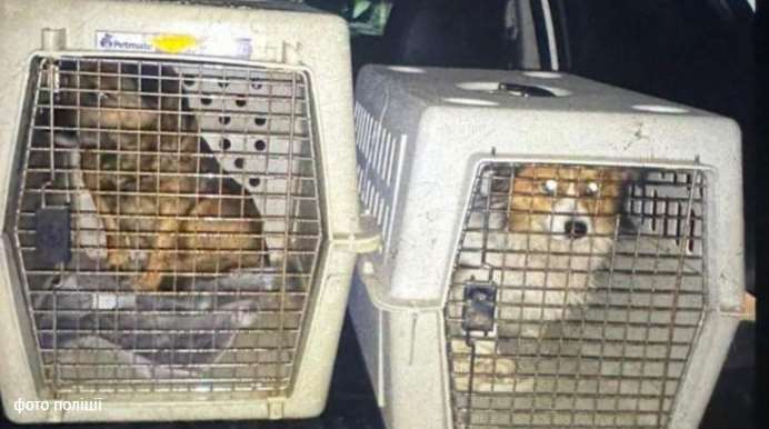 На Самбірщині поліцейські вилучили собак у господаря, який поїв їх алкоголем