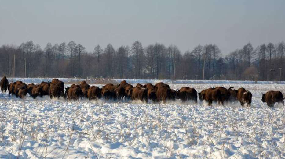 Біля нацпарку на Львівщині помітили велику популяцію зубрів