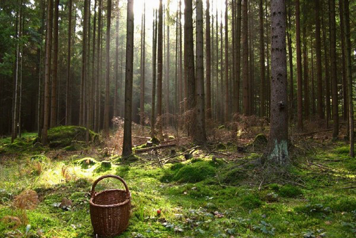 У карпатських лісах на Львівщині заблукали дві дівчинки
