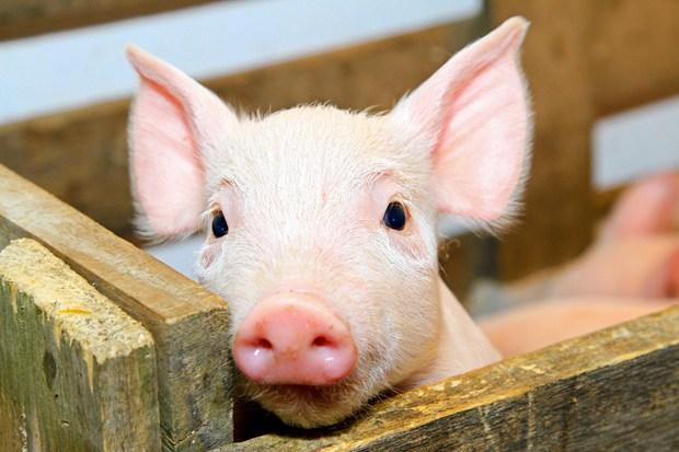 Африканська чума свиней добралася до Львівщині