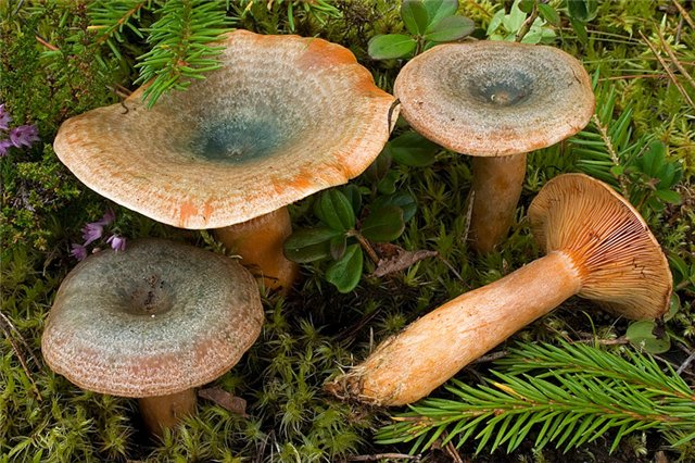 На Сколівщині троє дітей потрапили до реанімації через отруєння грибами