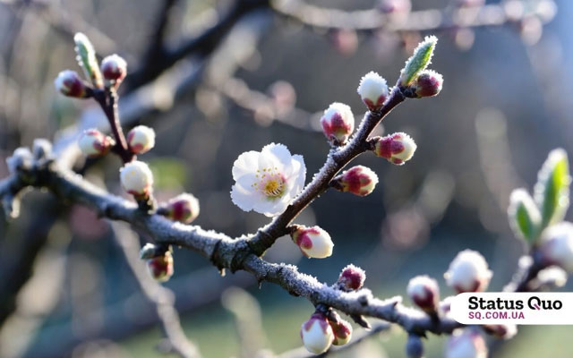 Від заморозків до +16°С: якою буде погода після Великодня у Львові
