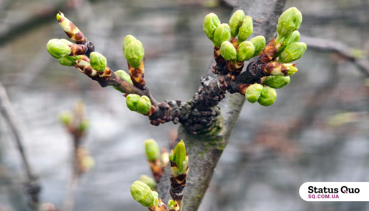 Посиляться вітри, але дощі вщухнуть: яка погода буде у Львові та області цього тижня