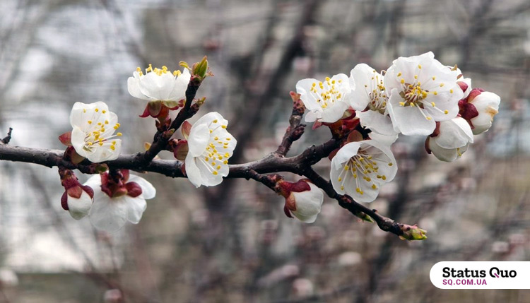 Потепліє уже скоро: прогноз погоди на Львівщині до 2 травня