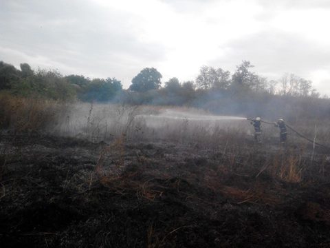 В Сокольском районе сгорел почти гектар леса (видео)